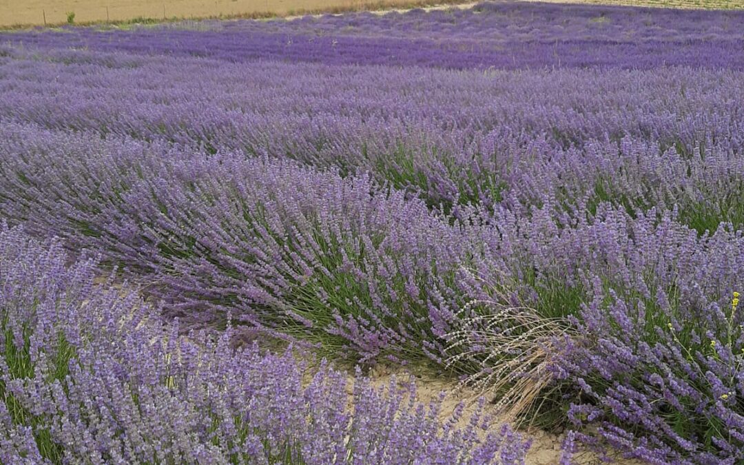 campo de lavanda brihuega